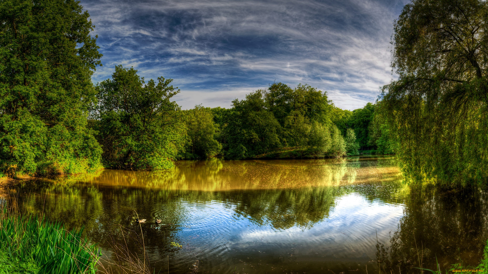 Тема реки и озера. Речные заводи фотопейзажи. Лето лес река. Пейзаж с речкой. Речка лес лето.
